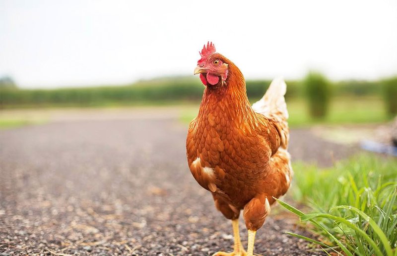 Descubre el mundo emocionante del Juego Chicken Road en España en Línea